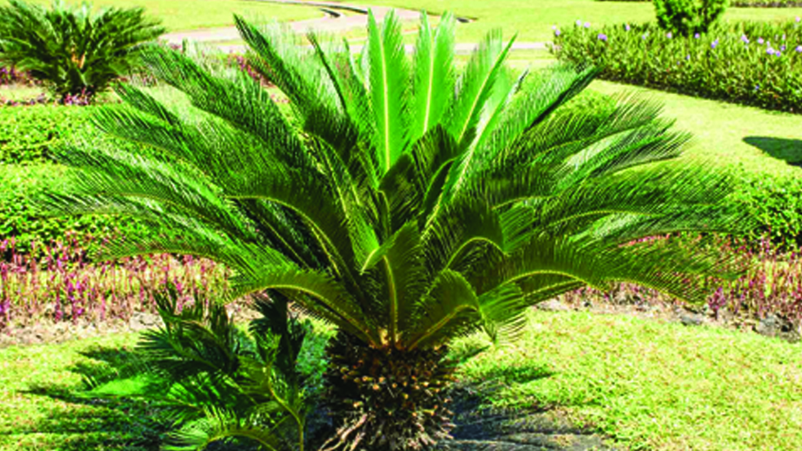 Palma Cikas